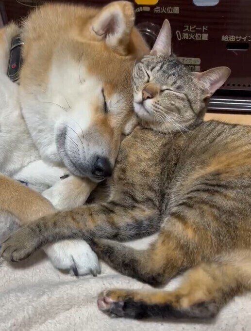 仲良く昼寝している猫と柴犬