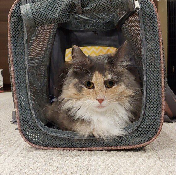 メインクーンのおこめちゃん♪