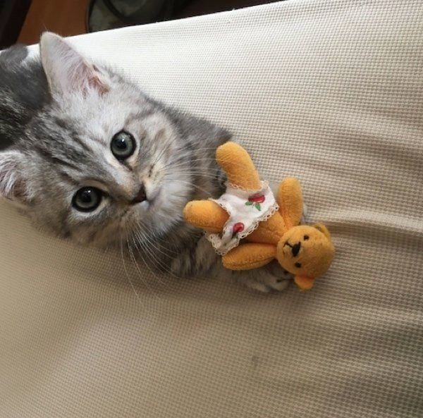 ぬいぐるみを抱えるリタロくん