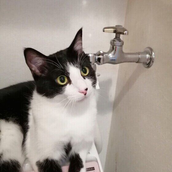 Mix（黒×白）の玲音くん♪