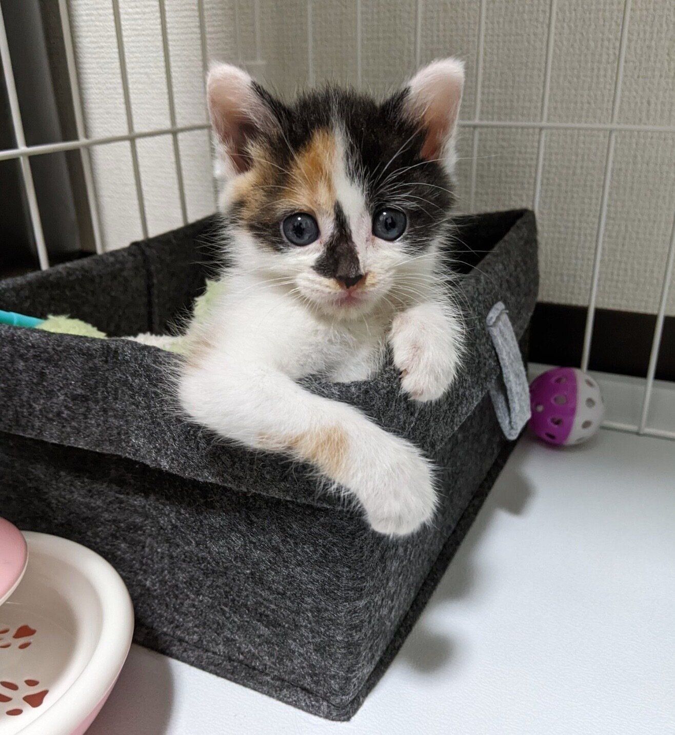 見つめるシナちゃん