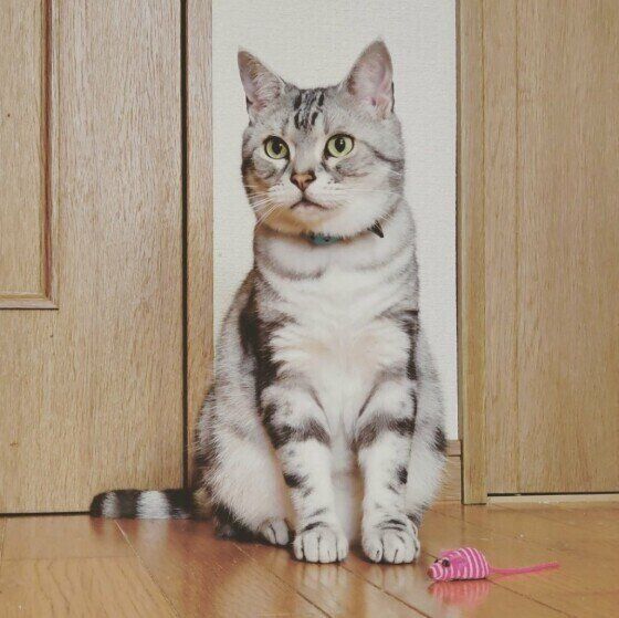 ネズミのおもちゃとアメショ