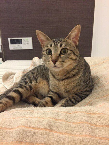 お風呂の蓋の上でくつろぐキジトラ