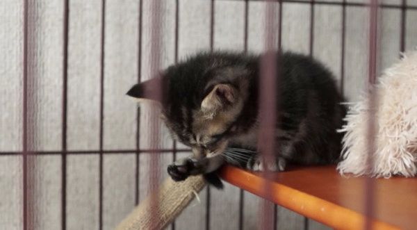 ウトウトする子猫