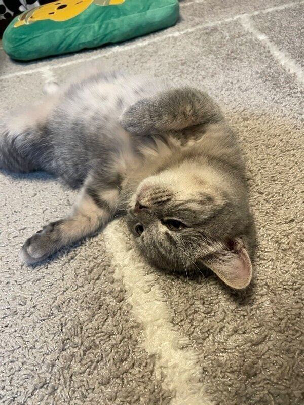 ヘソ天で寝転がる凛太郎くん