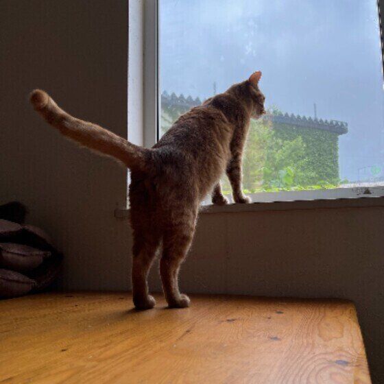 ニャルソックするMIXの男の子