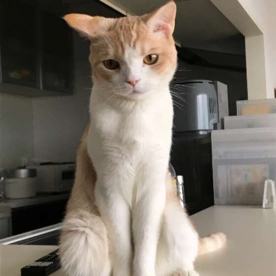 スコティッシュフォールドのルゥくん