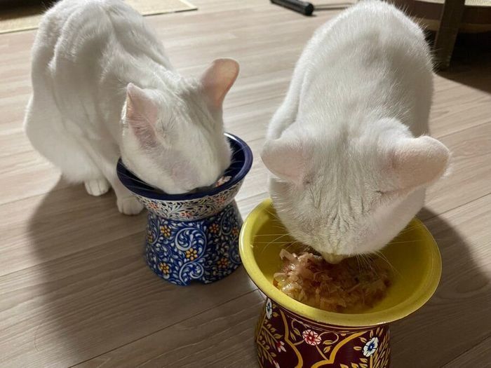 ゴハンを食べる碧ちゃん(写真左)と琥珀ちゃん(写真右)