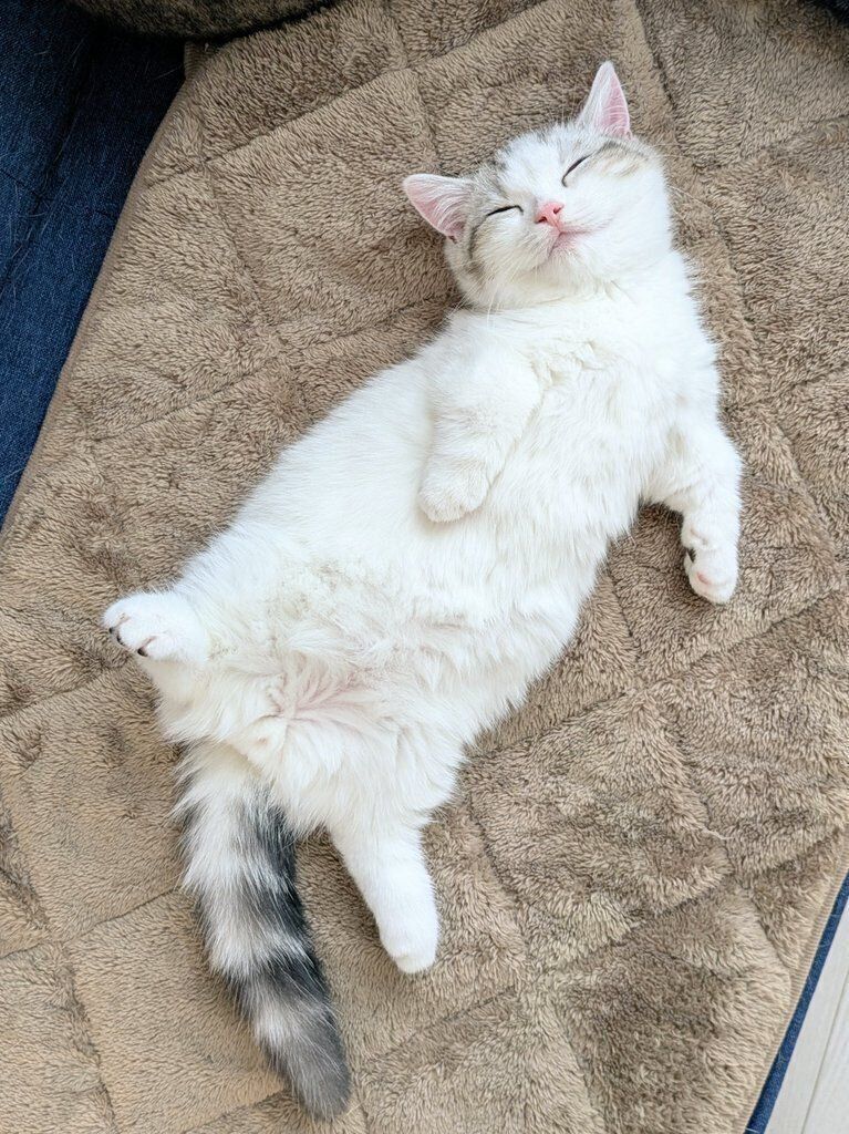 寝顔が「笑っているみたい」との声も