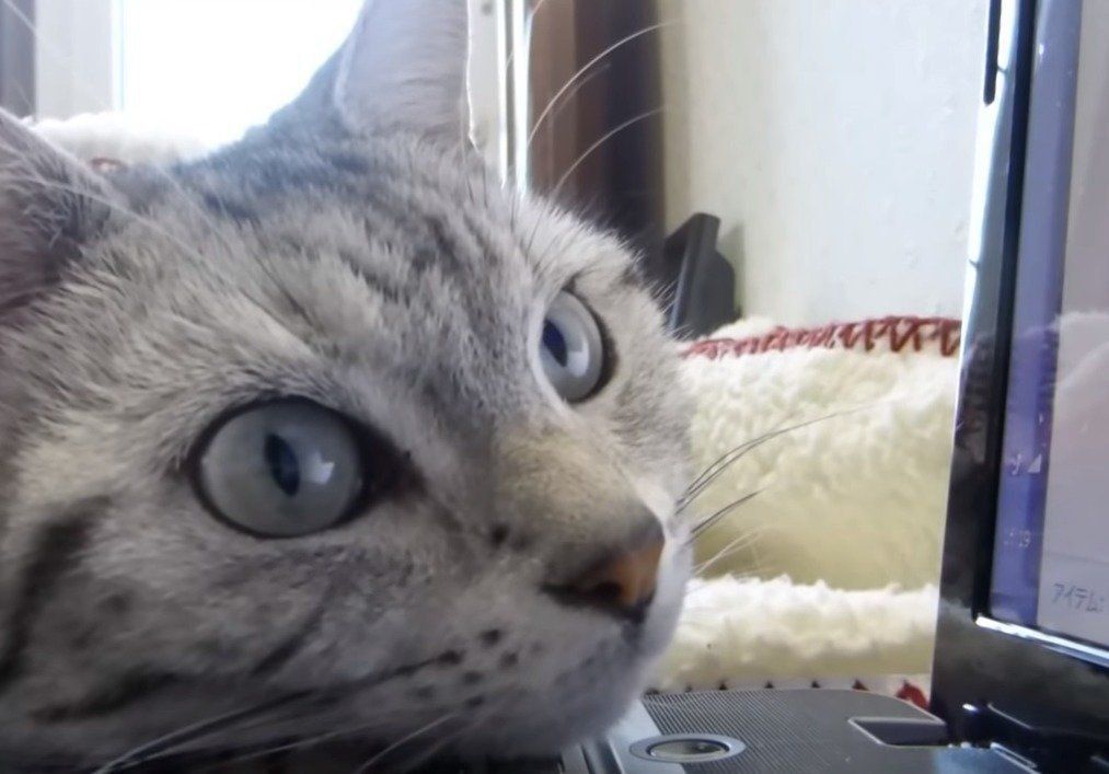 動画チェックする猫