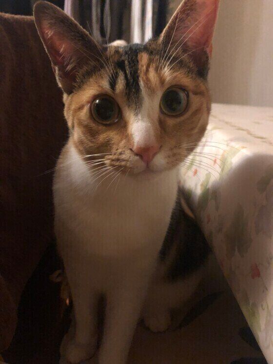 ミケのみけちゃん