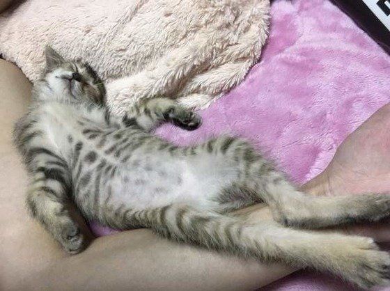 ヘソ天するキジトラ猫