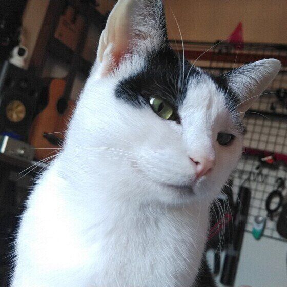 MIX黒×白のシオちゃん