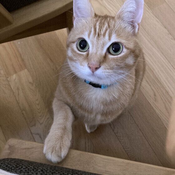 茶トラのバロンくん