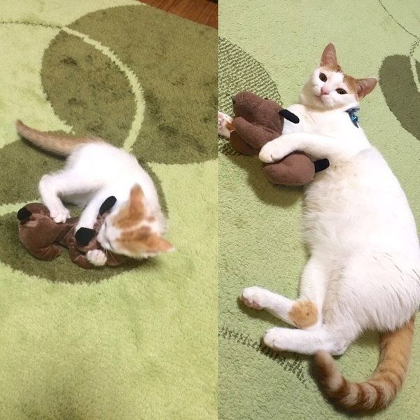 ぬいぐるみを抱きしめるむぎちゃん