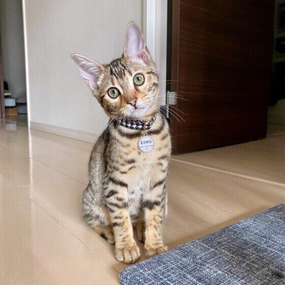 首をかしげるベンガル