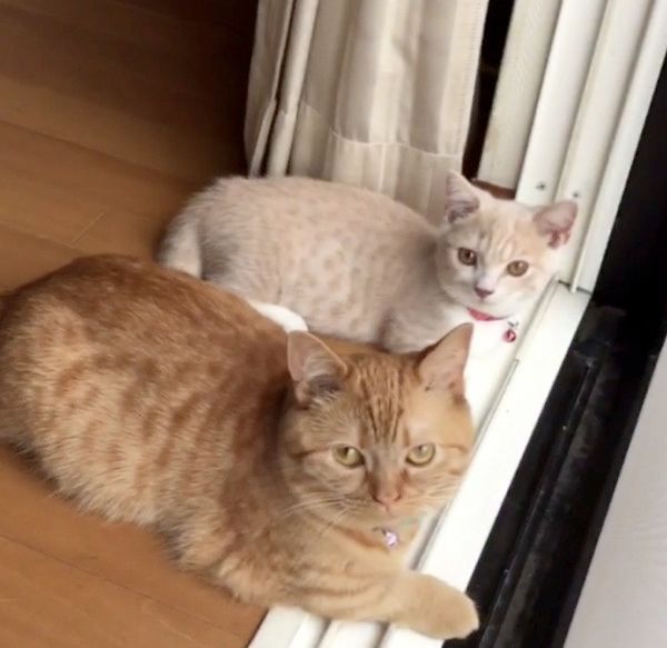 動きがシンクロする猫