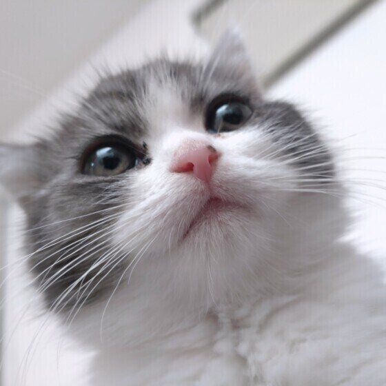 マンチカンのイヴくん