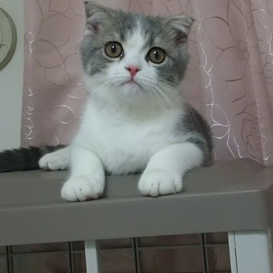 ケージの上にいる子猫