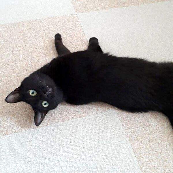 ajicoさんの愛猫・シジミちゃん