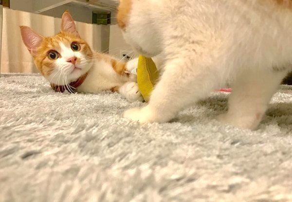 元保護猫のきなこちゃんと、スコティッシュフォールドのおもちちゃん