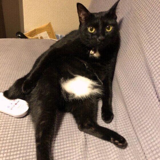 まったりする黒猫