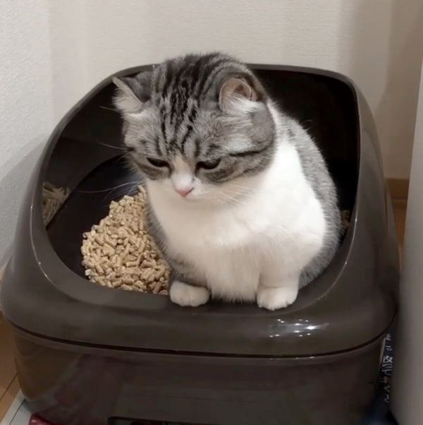 マンチカンのこまるちゃん