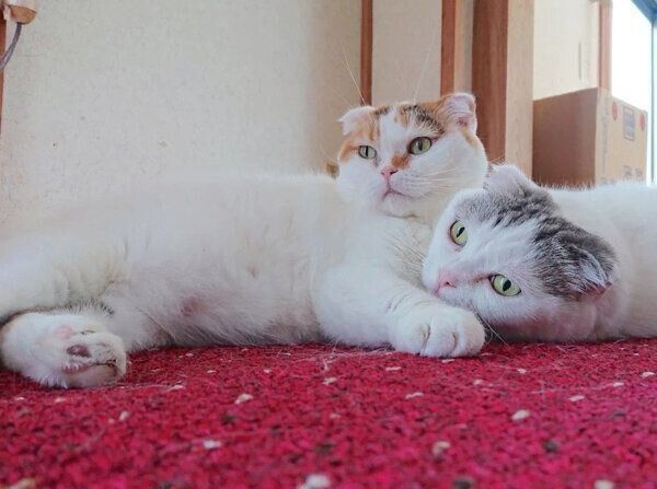 くつろぐライくん、いとさん