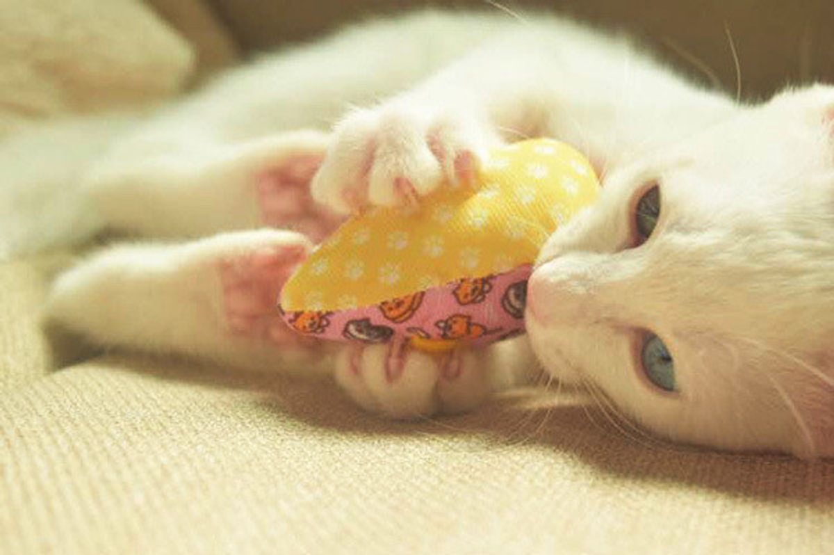 楽しいおもちゃで思わぬ事故に 愛猫が病院行きになったワケ ねこのきもちweb Magazine 楽しいおもちゃで思わぬ事故に 愛猫が病院行きになったワケ ねこのきもちweb Magazine