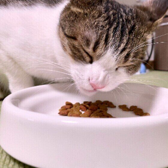 ごはんを食べる猫