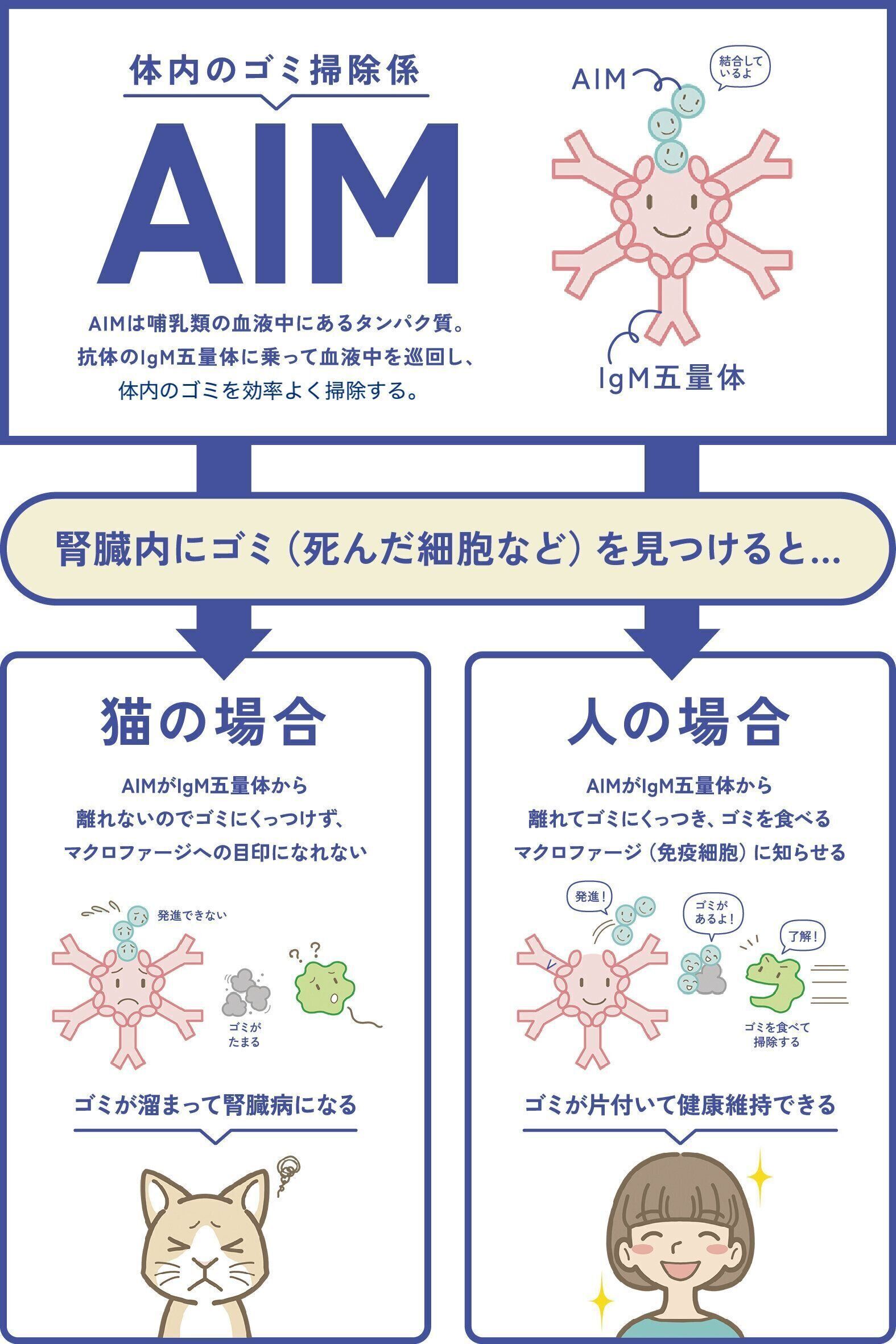 AIMの働きイラスト