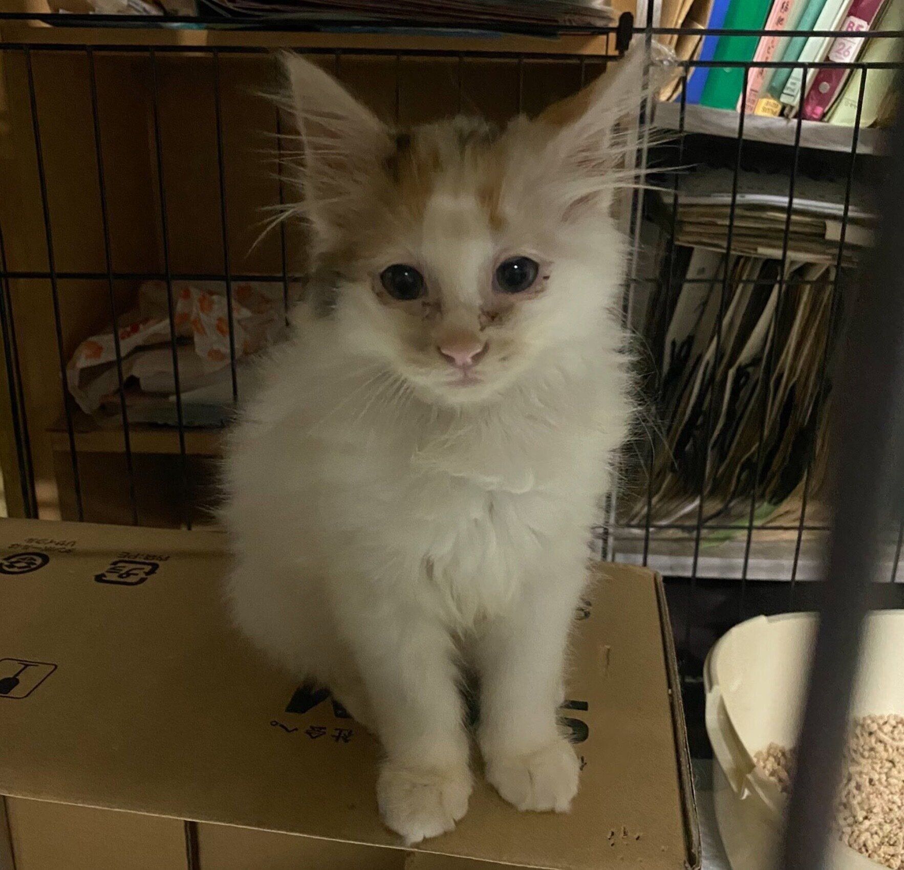 「ひまり」と名付けてもらったひまりちゃん