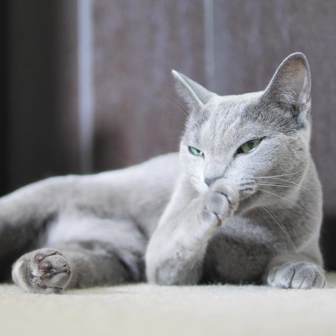 ロシアンブルーのコットちゃん