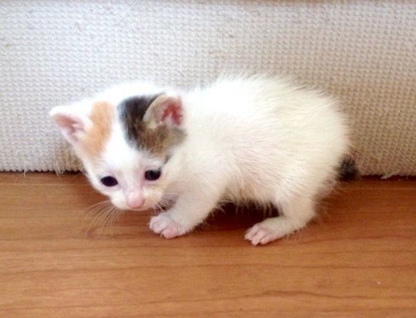 子猫時代のカンナちゃん