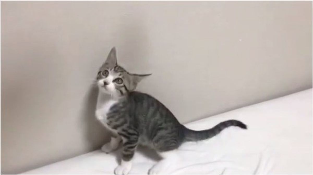 高速おもちゃと格闘する子猫ちゃん 翻弄されて おもしろい動きに ねこのきもちweb Magazine 高速おもちゃと格闘する子猫ちゃん 翻弄されて おもしろい動きに ねこのきもちweb Magazine