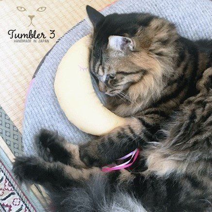 またたびキッカーで遊ぶウニちゃん