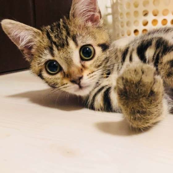 アメリカンショートヘアの手