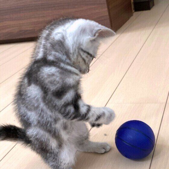 ボール遊びをするアメリカンショートヘア