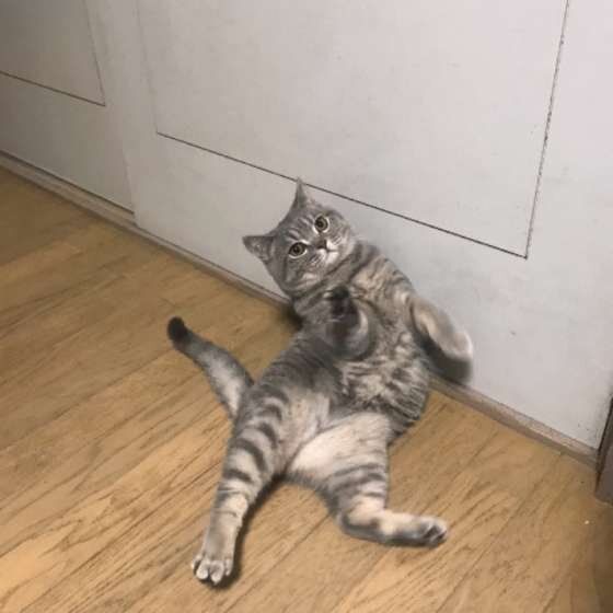 ブリティッシュショートヘアの福くん