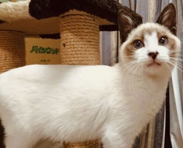 保護当時のぽんちゃん