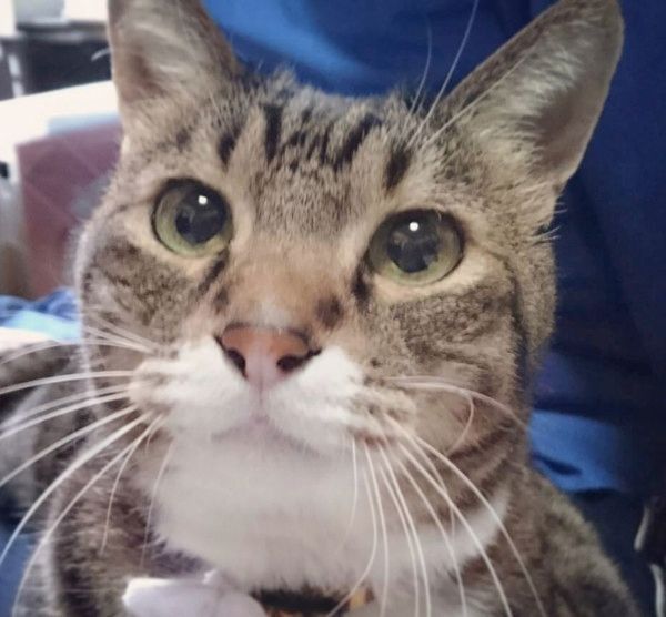 ベッドの上でまったりする猫