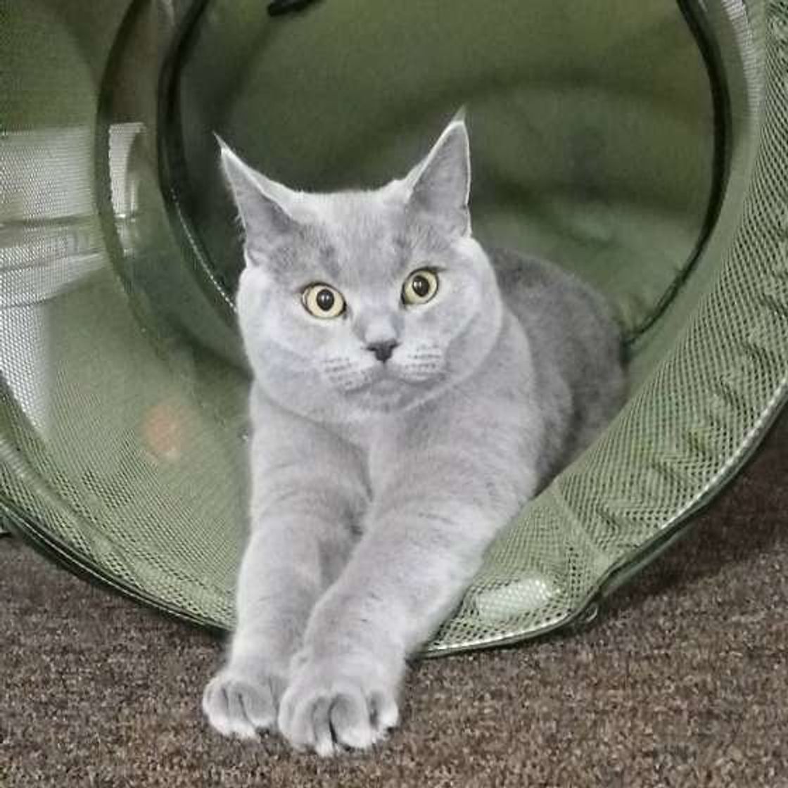 見分けがつかない人続出 これでわかるシャルトリューとロシアンブルーの違い ねこのきもちweb Magazine 見分けがつかない人続出 これでわかるシャルトリューとロシアンブルーの違い ねこのきもちweb Magazine