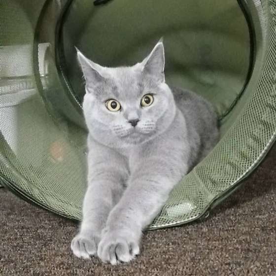 見分けがつかない人続出?! これでわかるシャルトリューとロシアンブルーの違い|ねこのきもちWEB MAGAZINE 見分けがつかない人続出?! これでわかるシャルトリューとロシアンブルーの違い|ねこのきもちWEB MAGAZINE