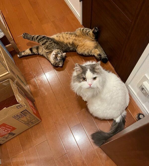 まつたけちゃんとおすしくん