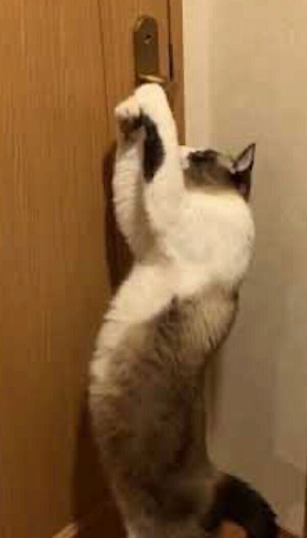 ドアを自力で開けるふっくん