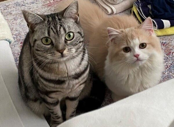 おもちちゃんときなこちゃん