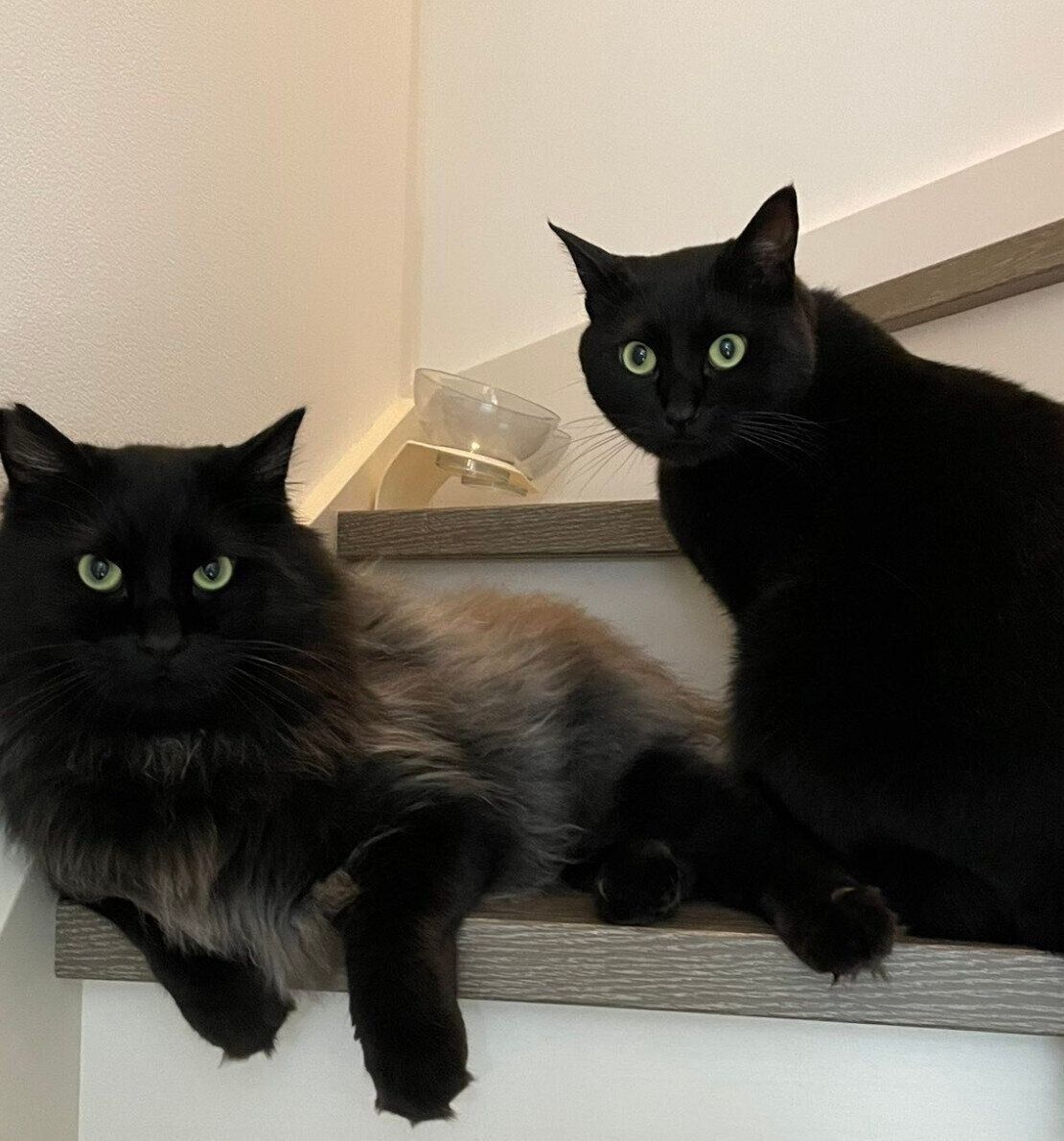 階段に集合するりーじくん、もふくん