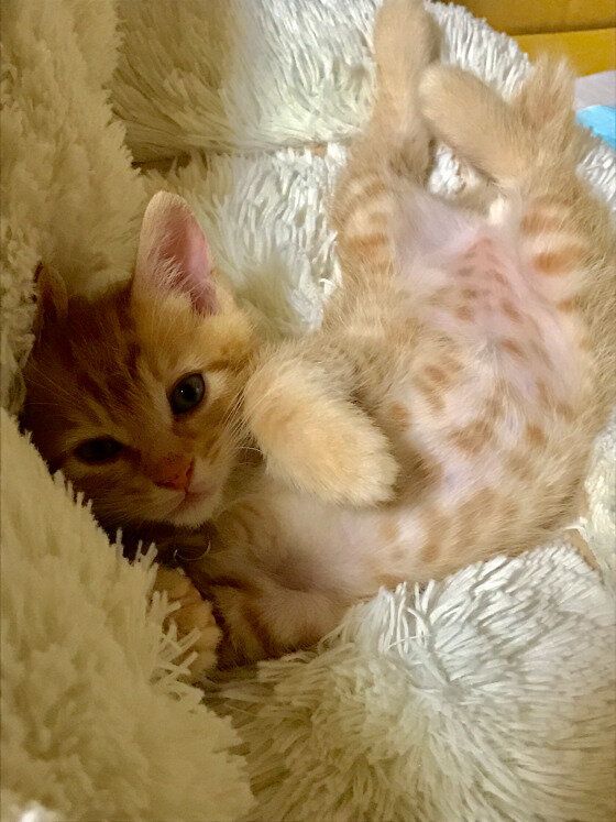 寝転がる茶トラMIX