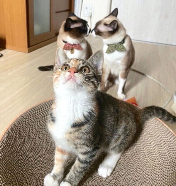 ぴーちゃん、みたらしちゃん、とろろちゃん