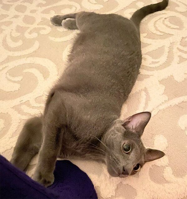 ゴロゴロするこぱんくん